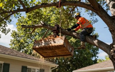 Signs It’s Time to Call a Tree Cutting Service for Your Property