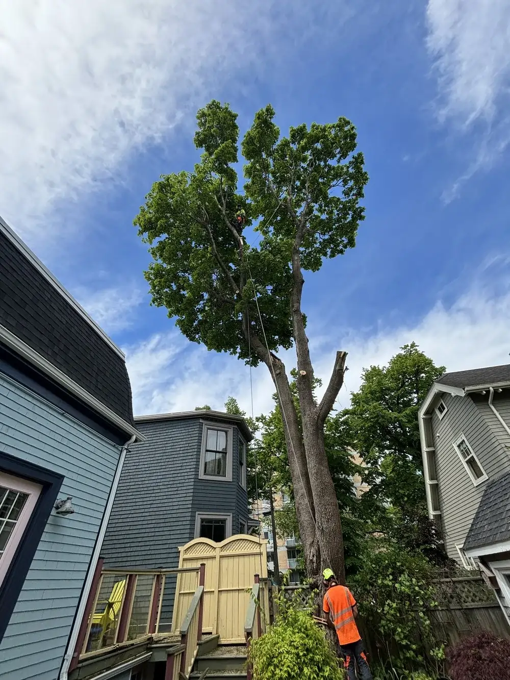 Emergency Tree Removal Company
