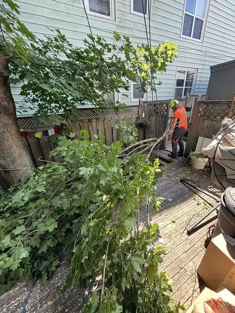 Crown Arborists photo 3