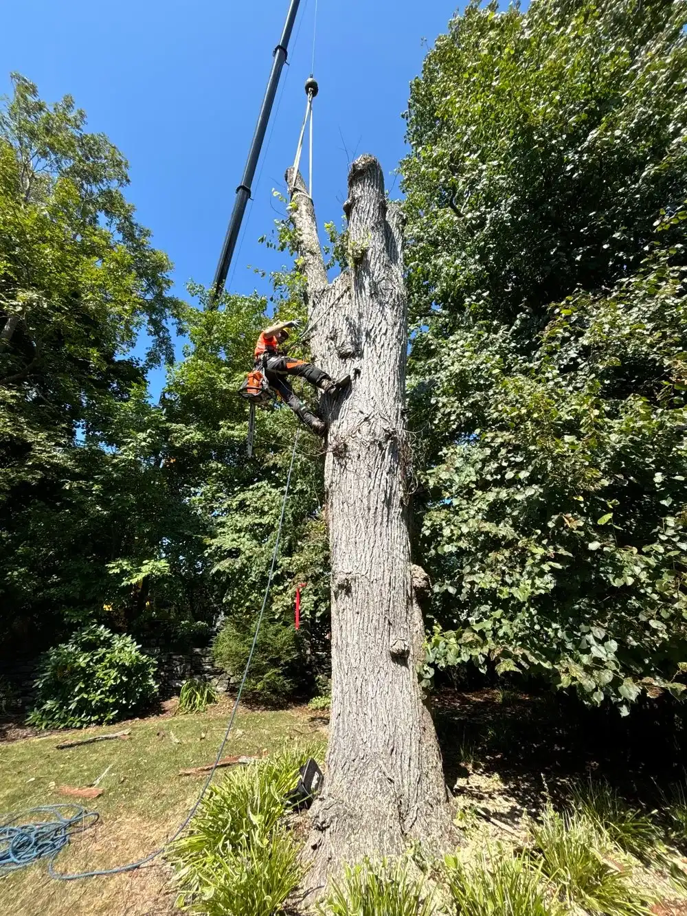 Arborist using a chainsaw to prune high tree branches in