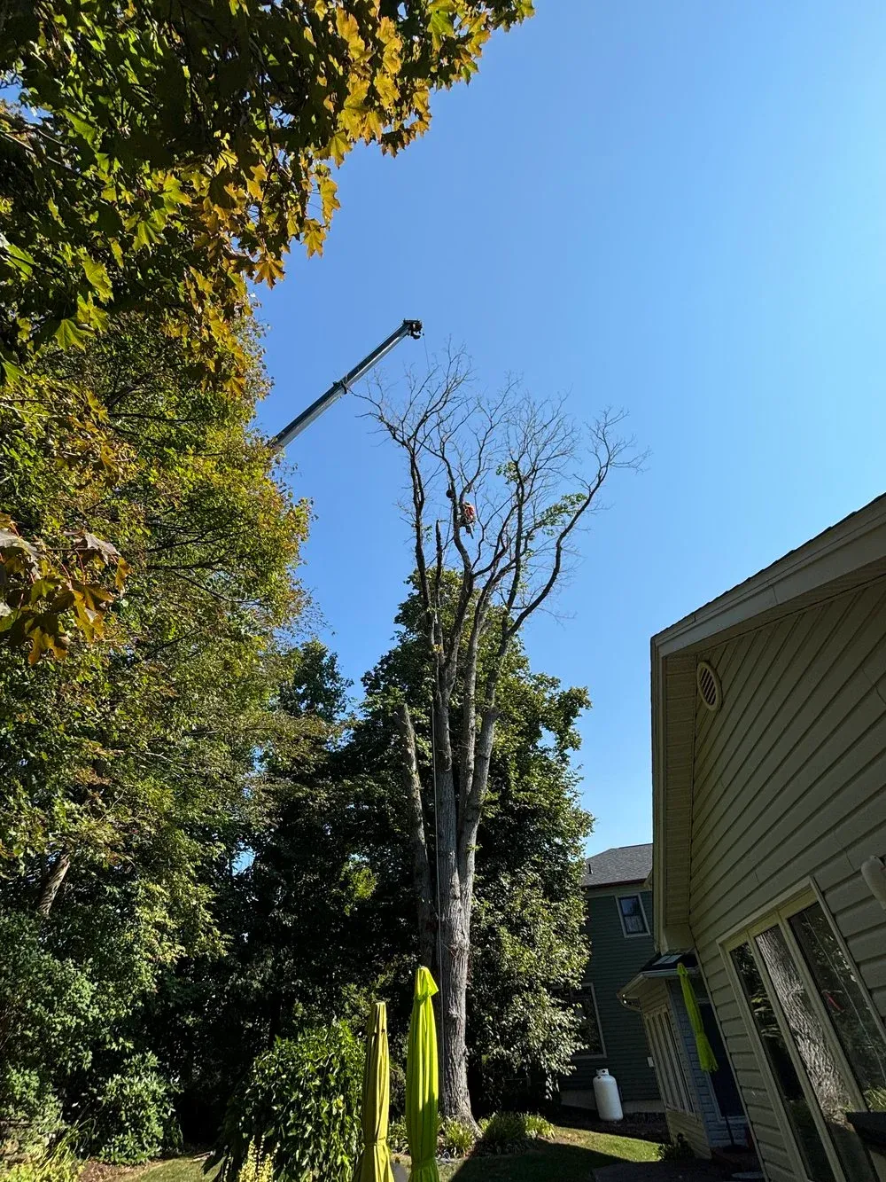 Tree Removal