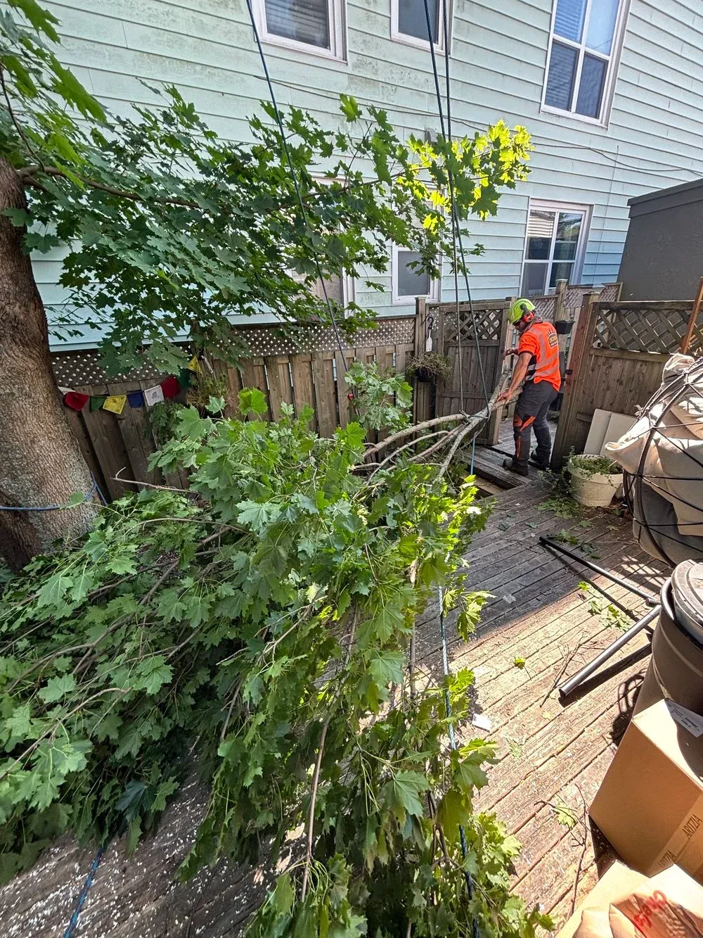Yard Cleanup